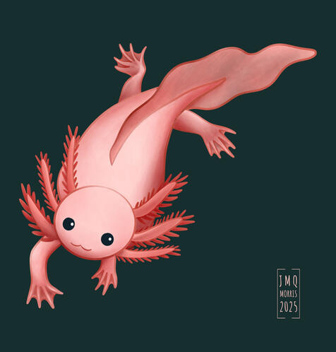 Axolotl